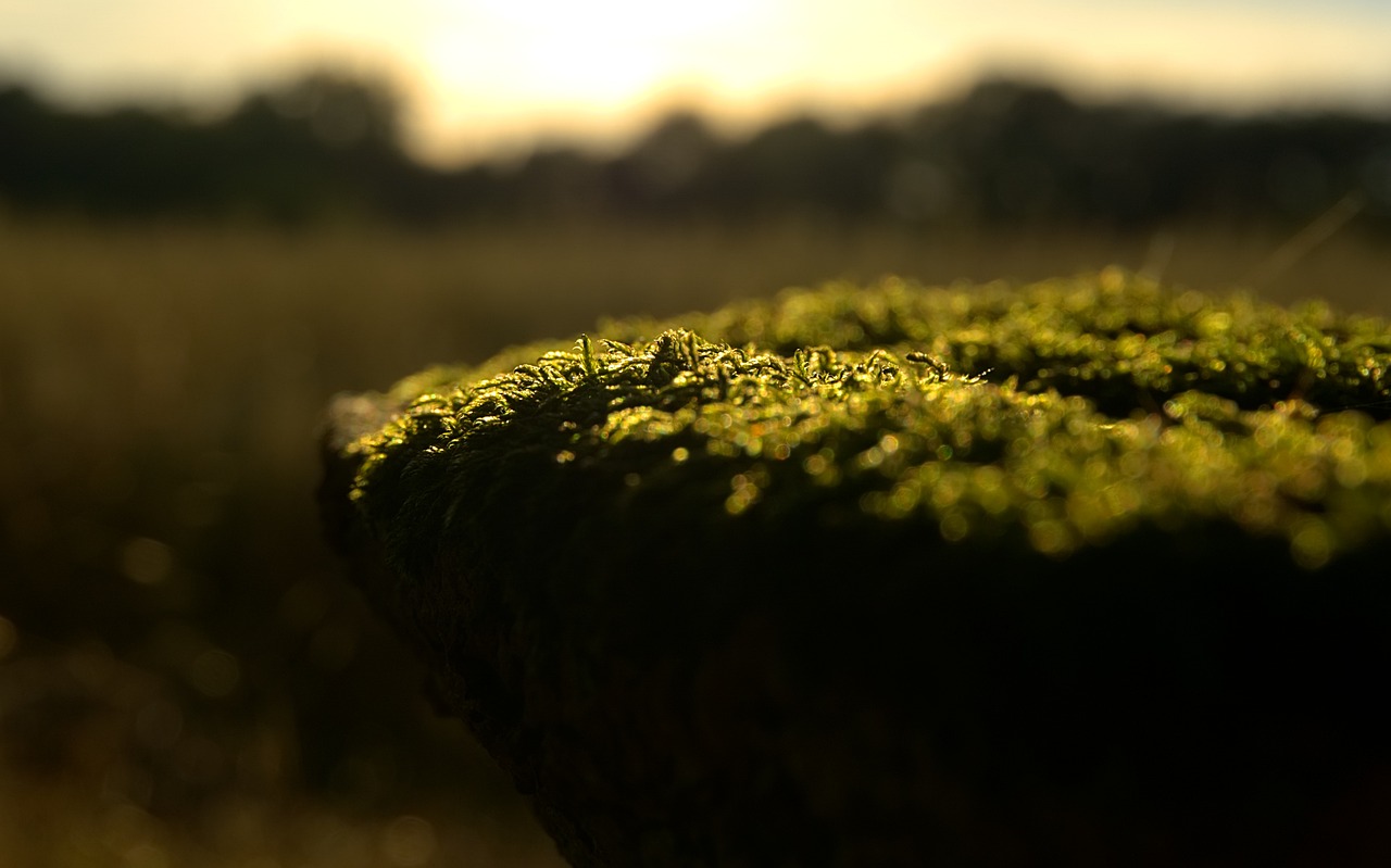 綠葉V最新版探索與應用解析