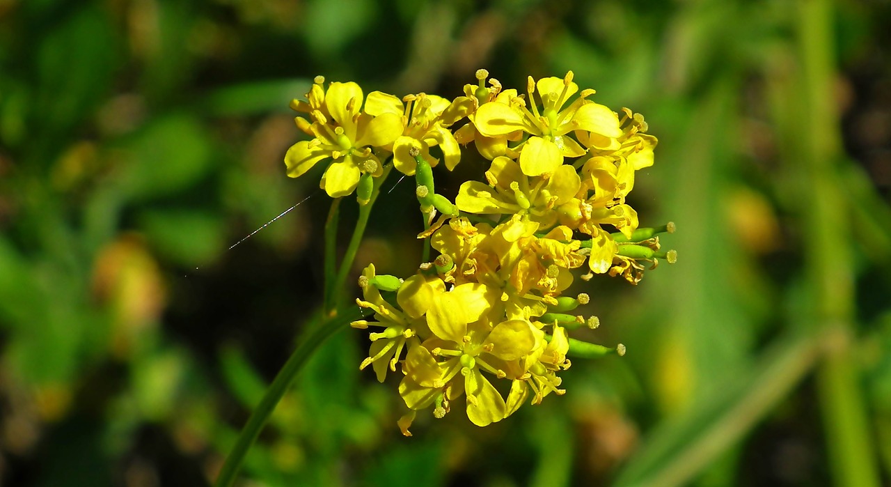 南陽美麗之都最新動態(tài)，城市發(fā)展的璀璨篇章揭秘