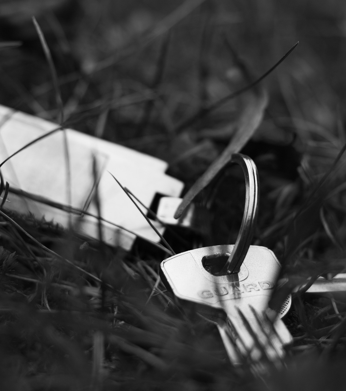 探索自然之美的獨(dú)特視角，樹林偷腥最新圖片揭秘