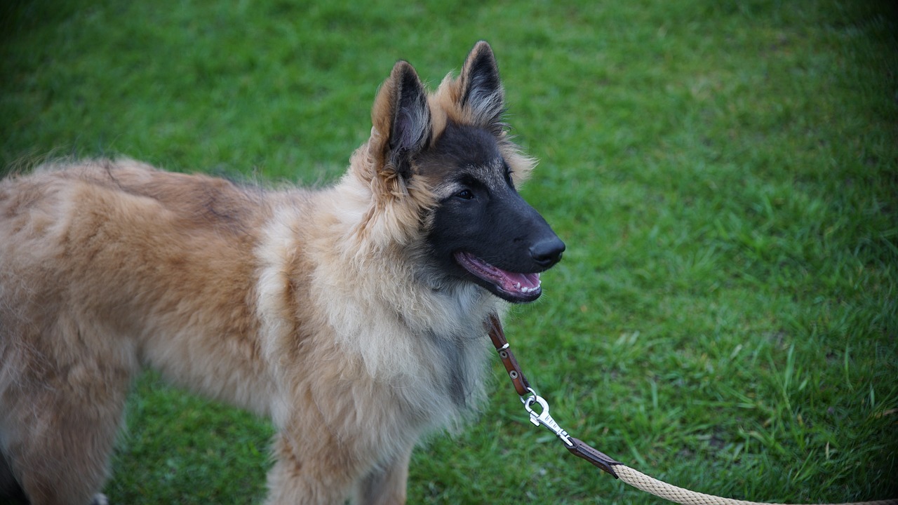 今日丙烷最新價(jià)格報(bào)價(jià)與市場(chǎng)動(dòng)態(tài)分析綜述