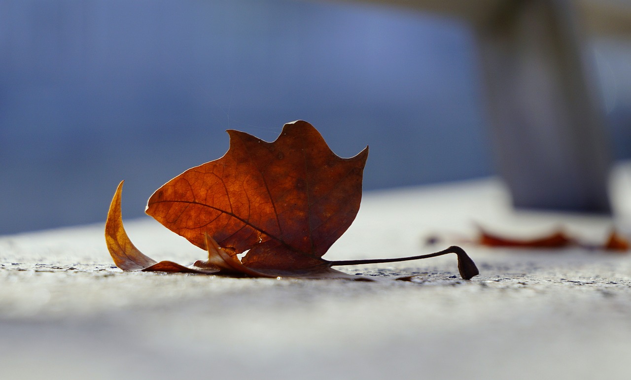 民權(quán)東區(qū)房價(jià)最新動態(tài)，市場走勢、前景展望與最新消息