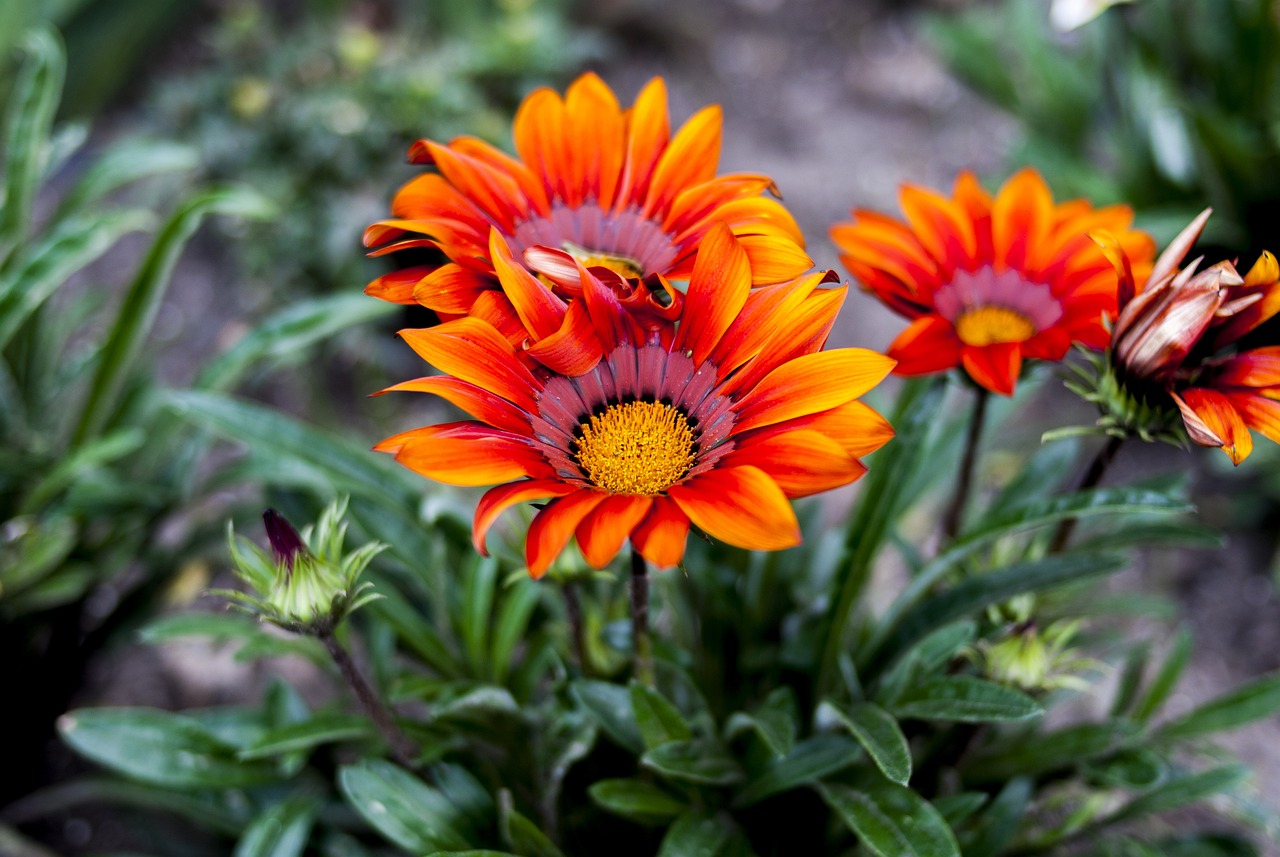 元氏縣招聘網(wǎng)最新招聘動(dòng)態(tài)深度解析與招聘信息匯總