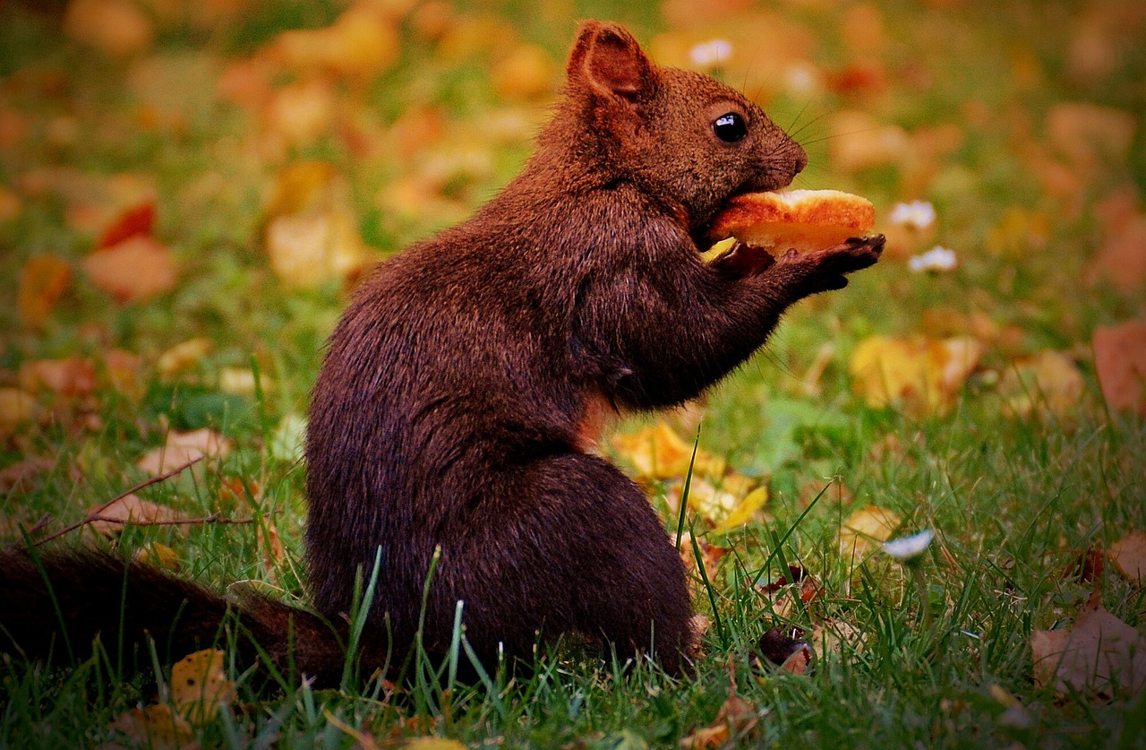 吳美珩最新動態(tài)，娛樂新篇章的璀璨明星之路