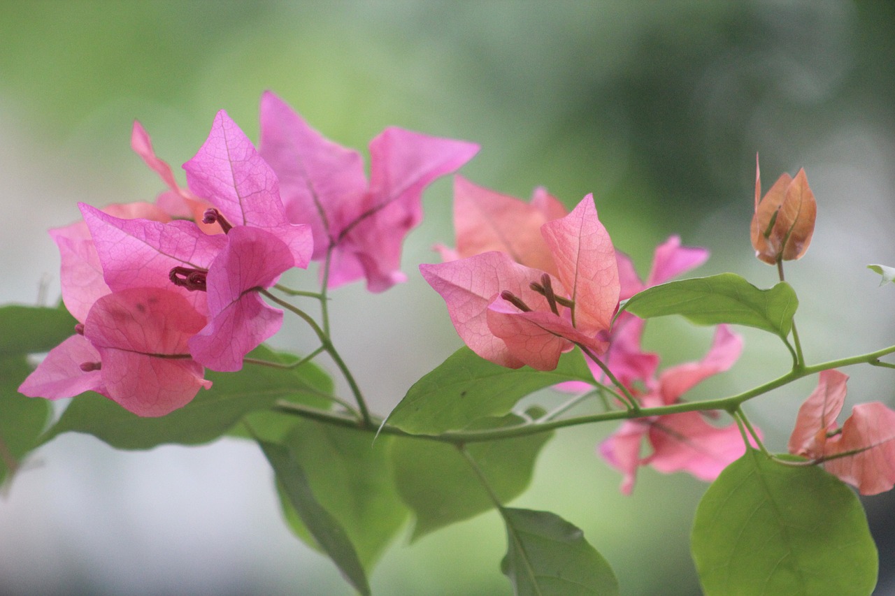 麥蘋果最新動(dòng)態(tài)引領(lǐng)科技潮流，創(chuàng)新未來