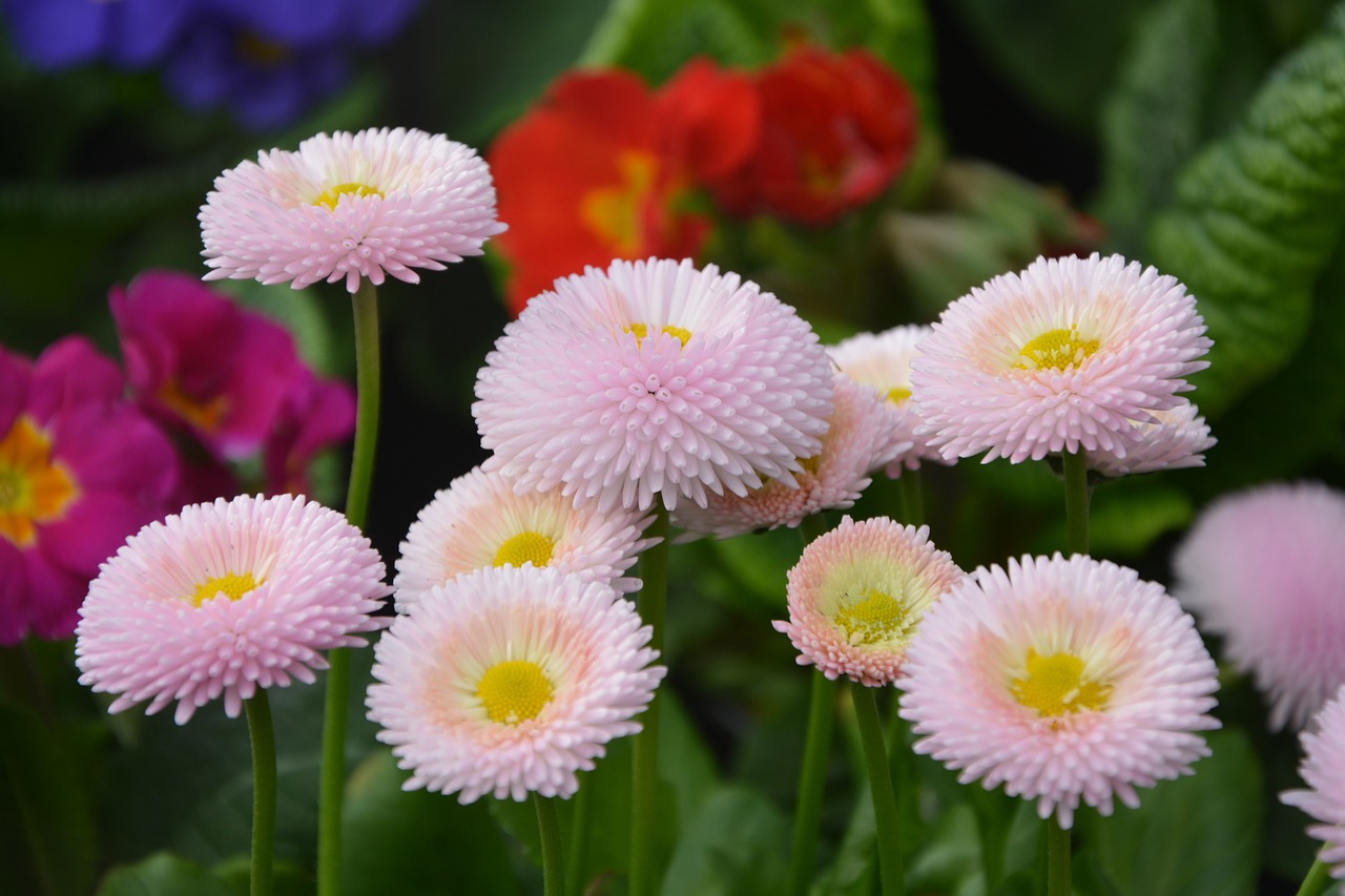 星花秀最新，璀璨舞臺開啟新篇章