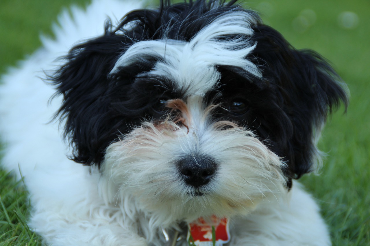 最新狗頭版本探索與解析