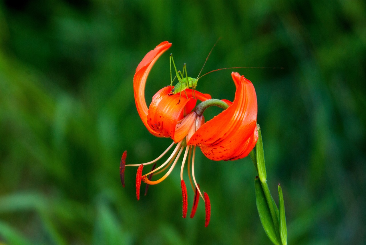 恒天海龍股票最新消息深度解析與動(dòng)態(tài)關(guān)注