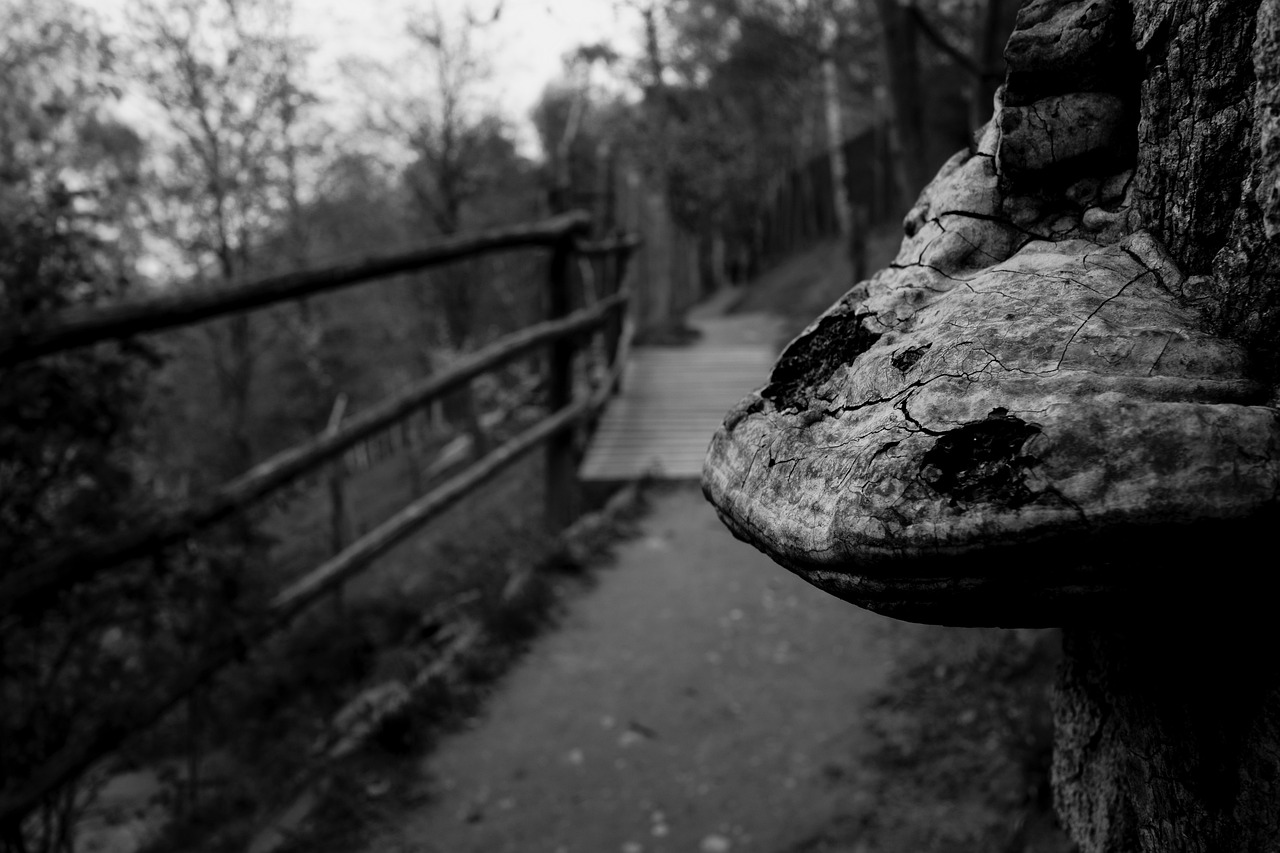 濟西濕地公園最新動態(tài)更新，最新消息一覽