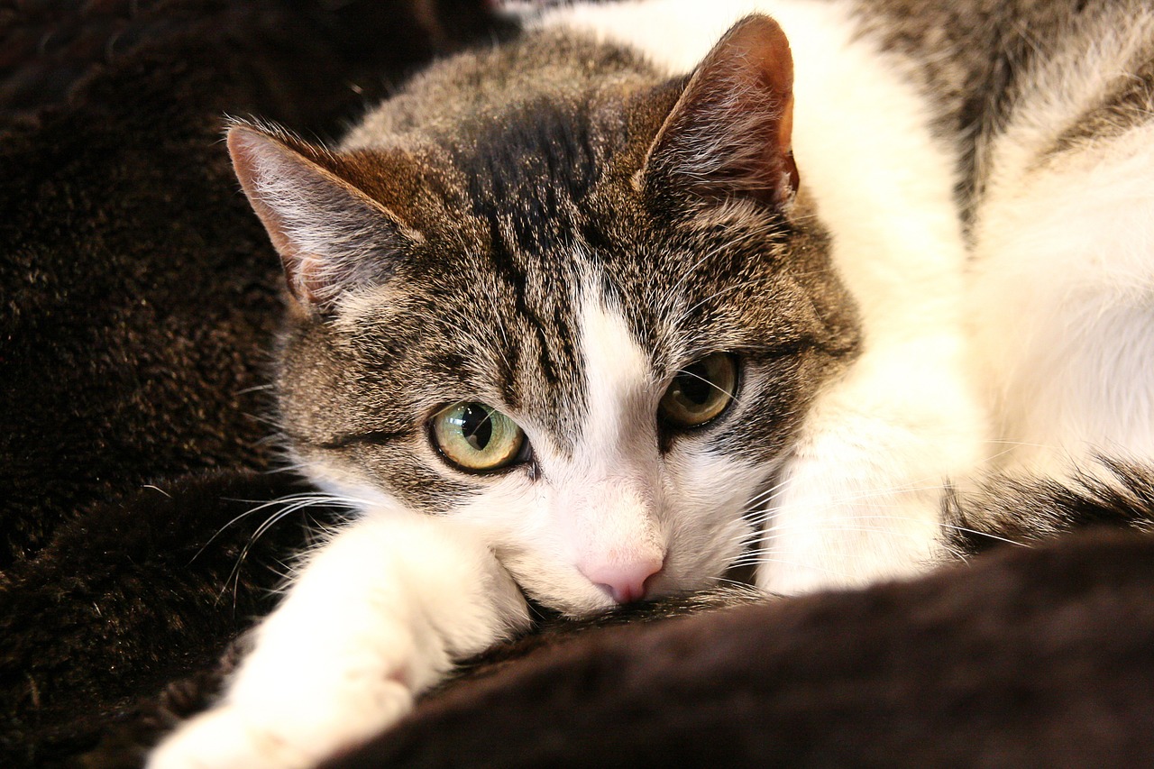 銘普光磁股票最新消息深度解析與動態(tài)關(guān)注