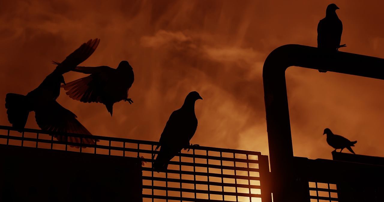 大哥最新ID探索之旅，啟示與揭秘