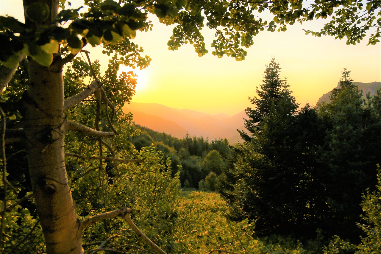 陳思成最新動態(tài)，多元領(lǐng)域的才華橫溢之旅探索