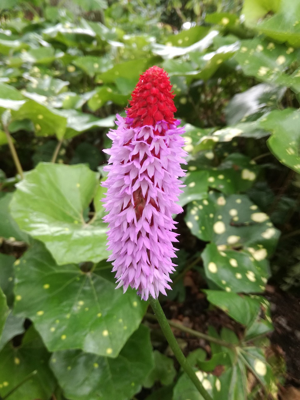 繁榮中的新面貌，青田新聞最新動(dòng)態(tài)與發(fā)展概覽