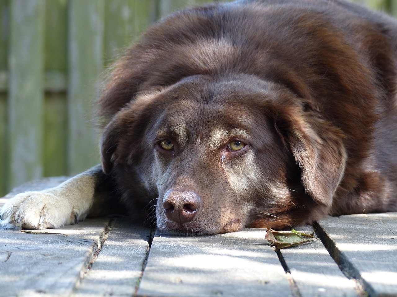 最新海獅報價及選購指南，了解海獅價格，挑選理想寵物